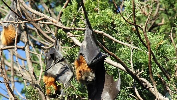 Murciélagos tipo 'Pteropus poliocephalus', como los que han tomado la ciudad de Batemans Bay