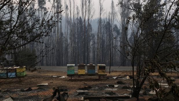 El pueblo chileno de Santa Olga, destrozado por la ola de incendios que se extiende por el centro y sur del país