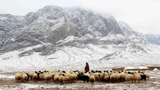 Un rebaño en Kandahar (Afganistán). Las temperaturas bajo cero y la nieve afectan a muchas áreas del país