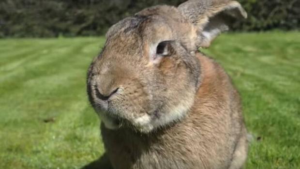 Nueva polémica en United Airlines: muere un conejo gigante durante un vuelo a Londres