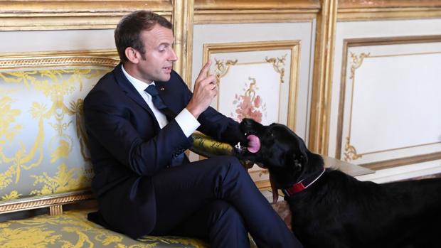 Nemo, el perro de Macron, orina durante una reunión de ministros en el Elíseo