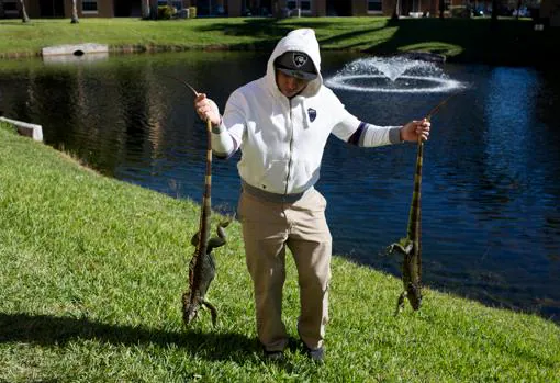 Un hombre lleva dos iguanas víctimas de las bajas temperaturas en Lake Worth, Florida