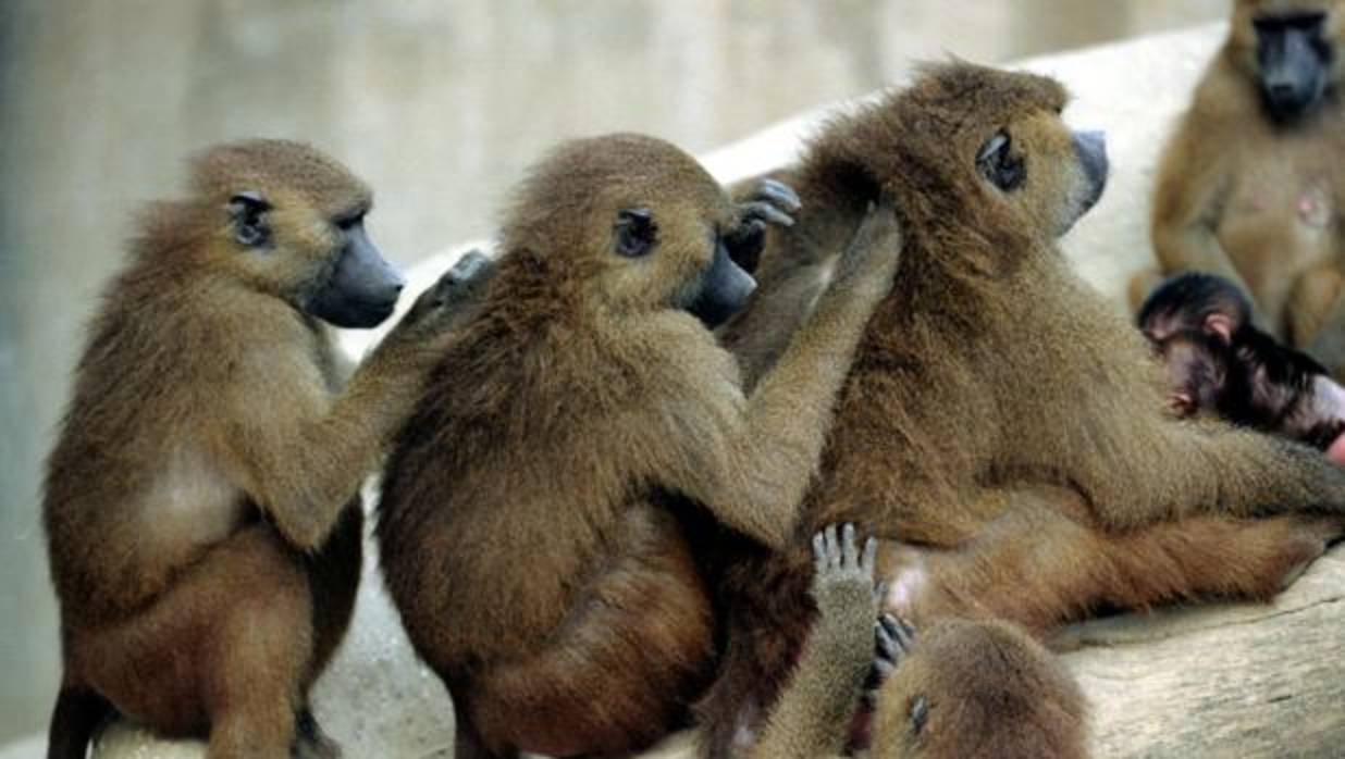 Fotografía de archivo de monos babuinos en el zoo de París