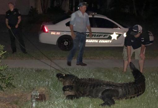 Personal del Sheriff de Sarasota atrapa al enorme caimán