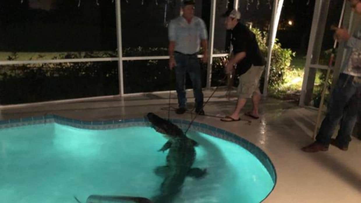 El caimán, en la piscina durante su captura en una casa de Florida