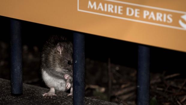 La guerra de París comienza con la invasión de las ratas
