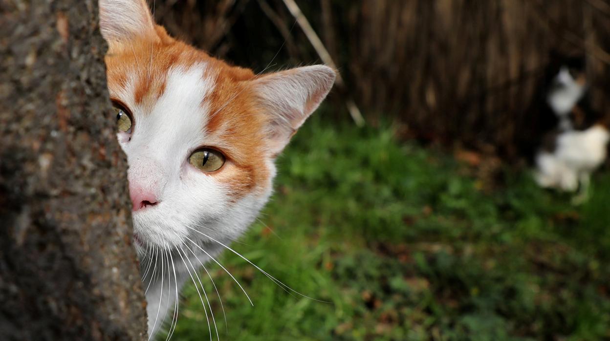 Un gato en Estambui