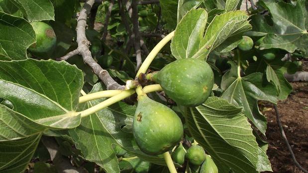 Hallan los restos de un hombre asesinado hace 40 años gracias a la higuera que creció de su estómago