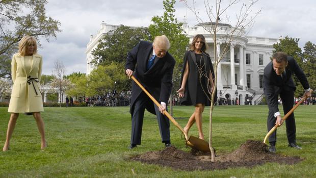 Muere el «árbol de la amistad» que plantaron Trump y Macron en la Casa Blanca