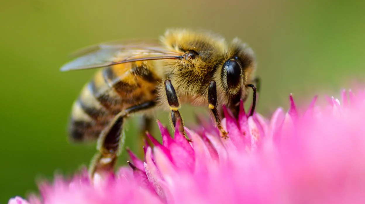 Muere un hombre que fue atacado por miles de abejas furiosas mientras paseaba