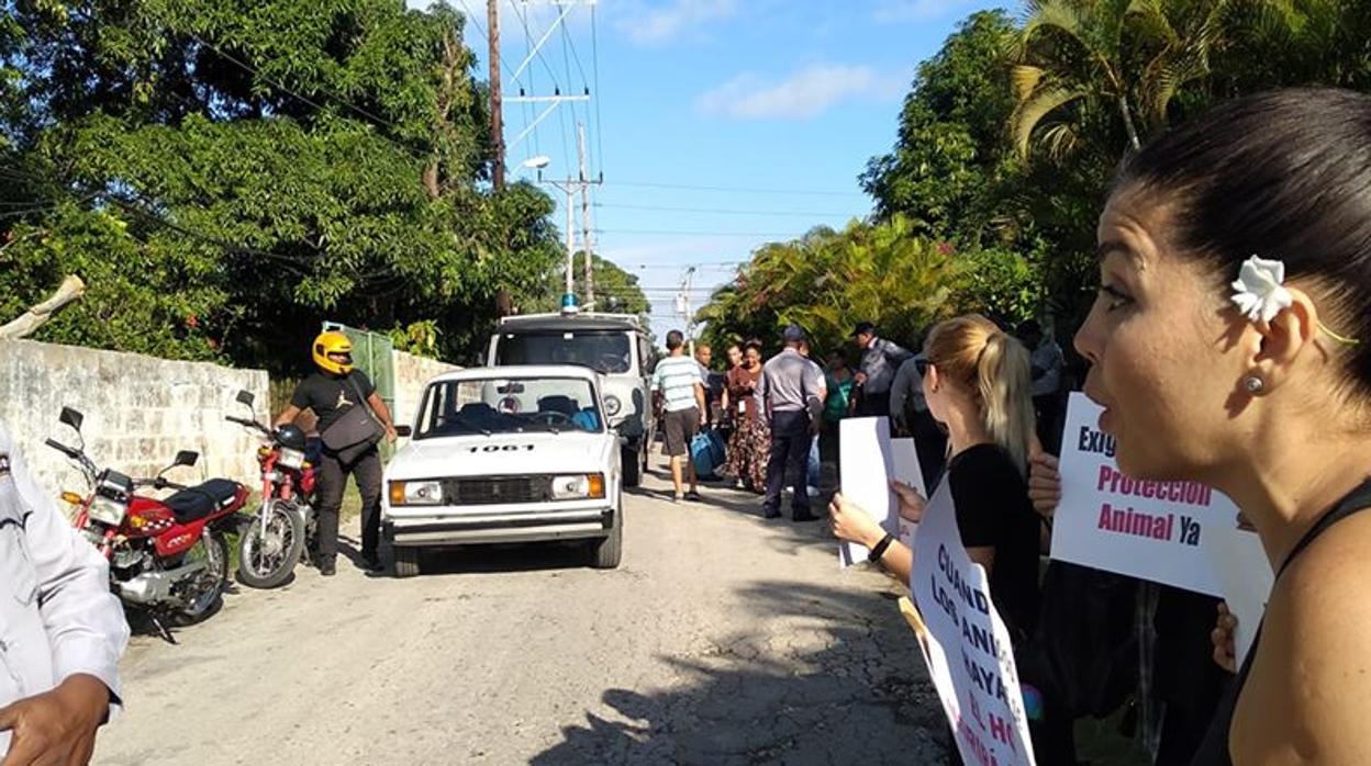 Denuncian una campaña de asesinato masivo de perros para limpiar las calles de La Habana