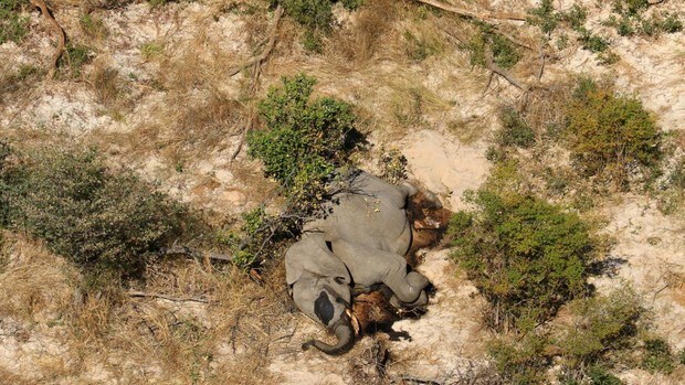 Al menos 275 elefantes aparecen muertos en Botsuana sin una causa aparente
