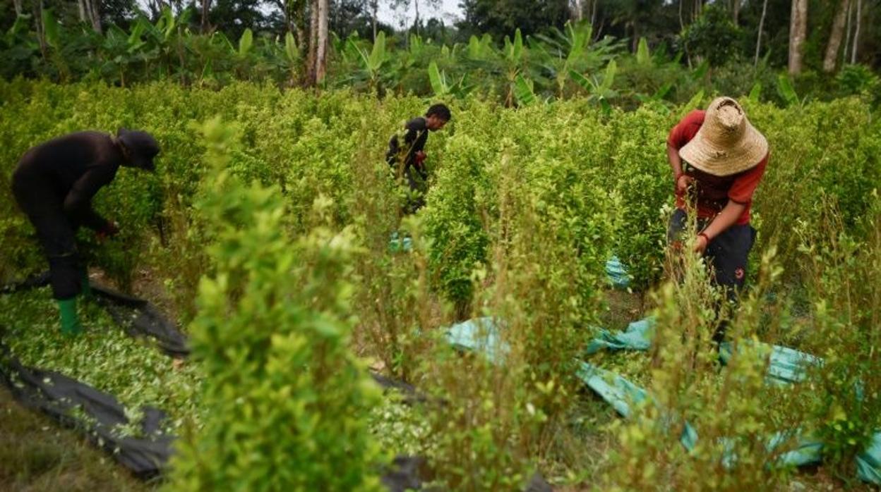 Campesinos cocaleros trabajan la tierra en Colombia