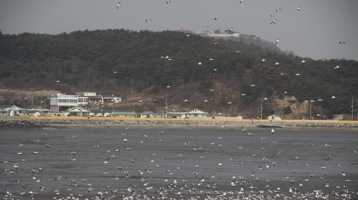 El funcionario surcoreano muerto desapareció cerca de la isla de Yeongpyeong, a solo diez kilómetros del Norte