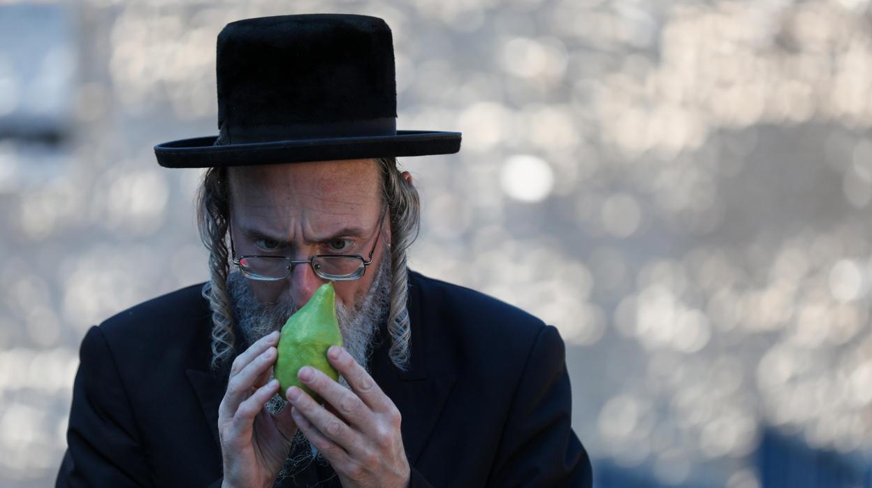 Un judío ultraortodoxo sostiene una cidra por la fiesta del Sukkot