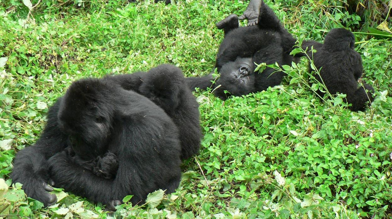 Un grupo de gorilas en el parque Virunga, en la República Democrática del Congo