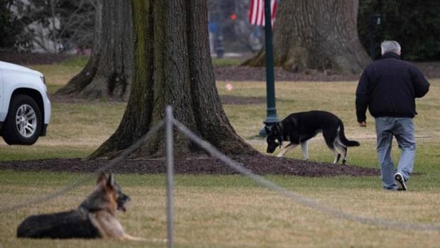Expulsan de la Casa Blanca a los perros de Biden tras un comportamiento agresivo