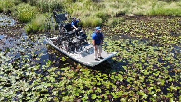 Encuentran a un caimán con restos humanos dentro de su estómago en Luisiana