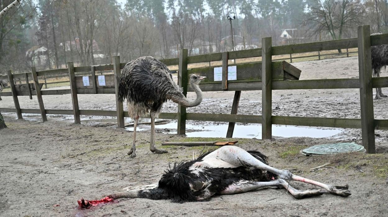 Una avestruz muerta tras los ataques rusos al recinto