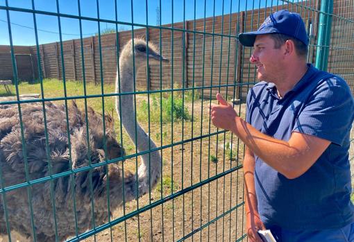 Un cuidador saluda a una avestruz, sana y salva, al otro lado de la verja