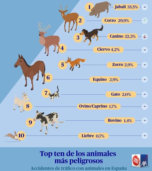 El jabalí, el corzo y el perro son los animales más peligrosos en carretera