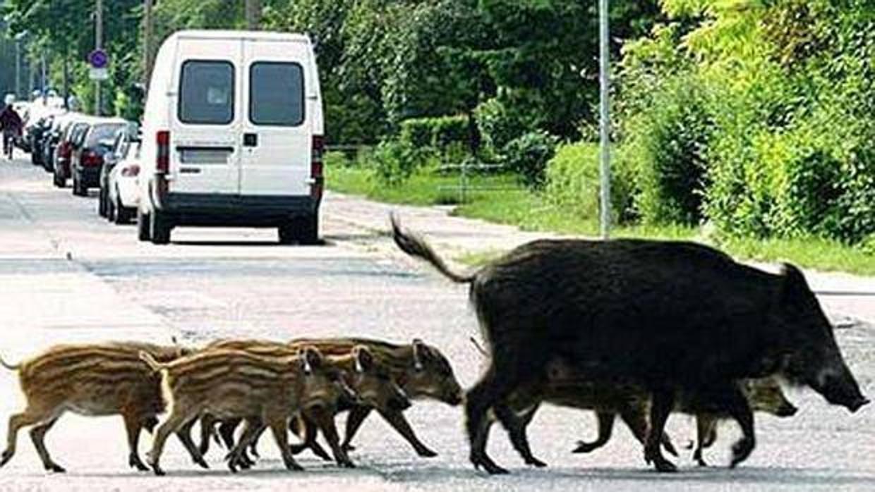 El jabalí, el corzo y el perro son los animales más peligrosos en carretera