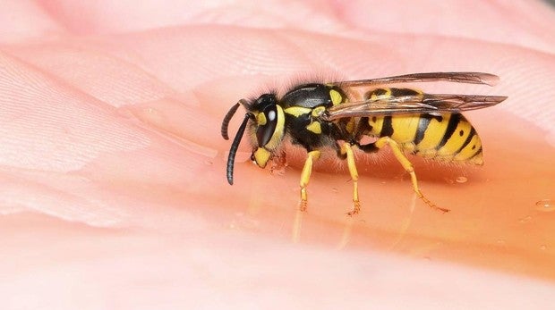 Qué hacer y qué no si entra un insecto en el coche