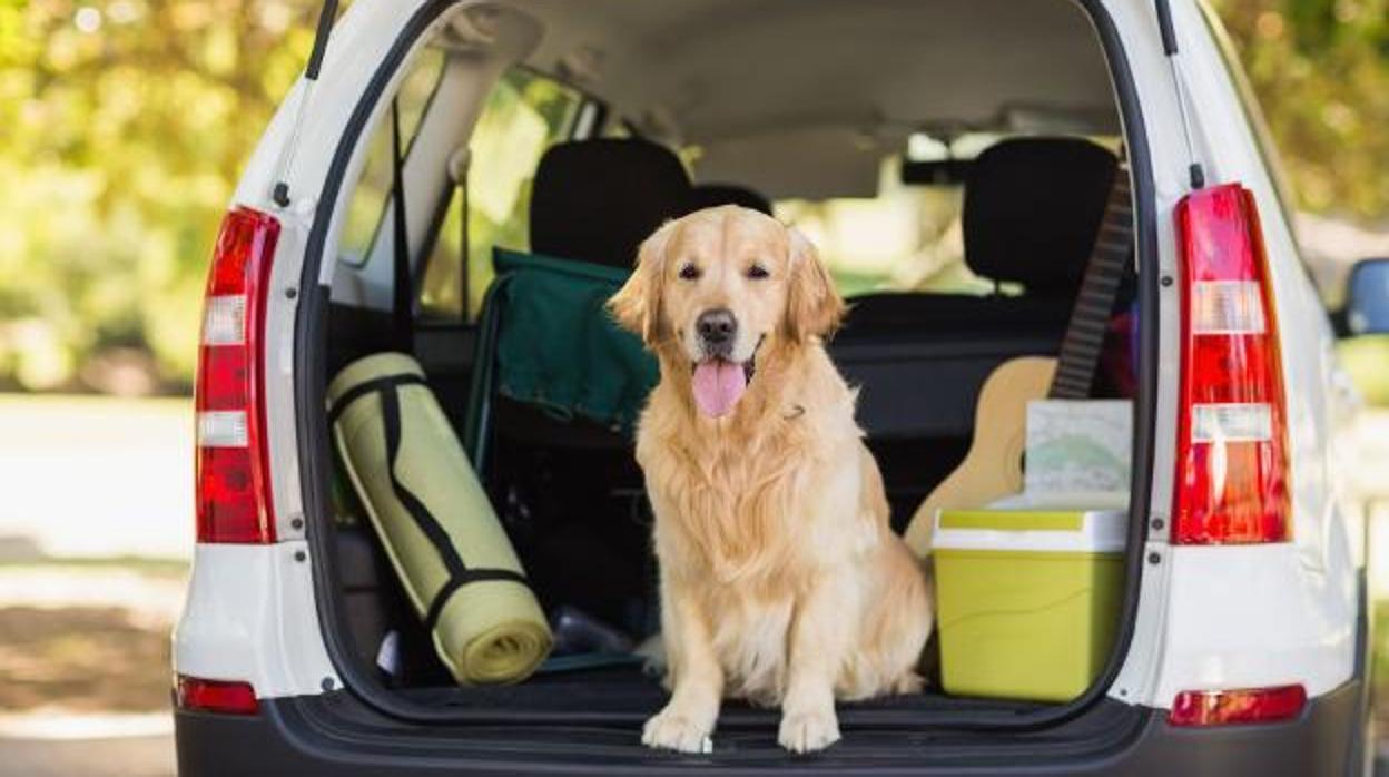 La mejor forma de viajar en coche con mascotas y no recibir una multa sorpresa