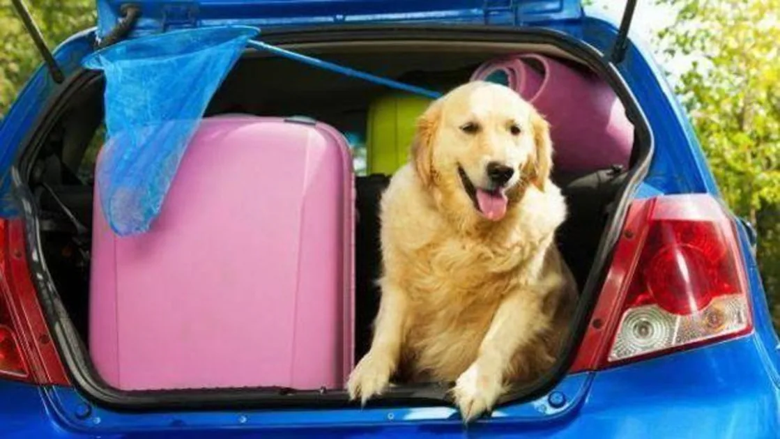 Qué hacemos mal cuando viajamos en coche con mascotas