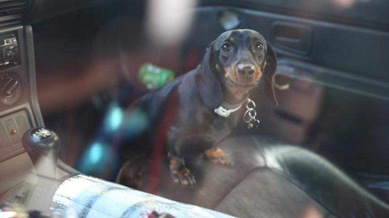 «No dejes que tu perro se cueza», el mensaje de la Guardia Civil para evitar las muertes de mascotas en verano