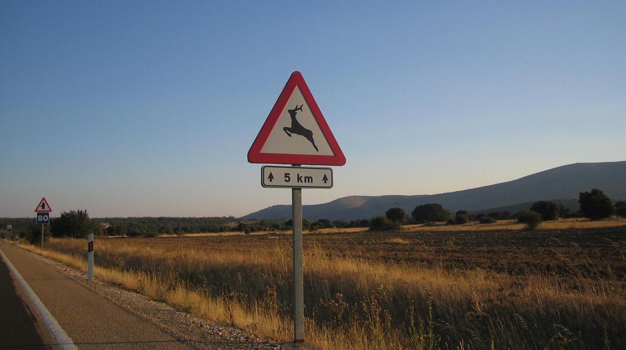 Cómo evitar la colisión si te encuentras un animal en la carretera