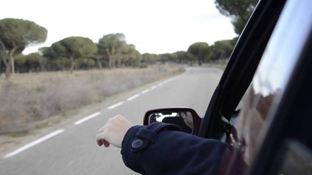 Qué hacer, y qué no, si se cuela una avispa o abeja en el coche