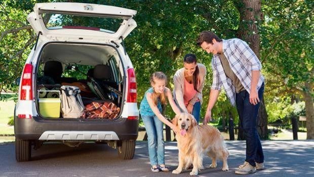 Cómo llevar al perro en el coche