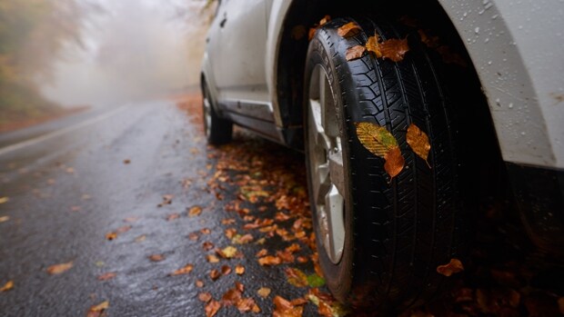 Hojas, animales y viento: los peligros al conducir en otoño