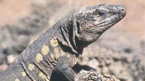 Lagarto de El Hierro