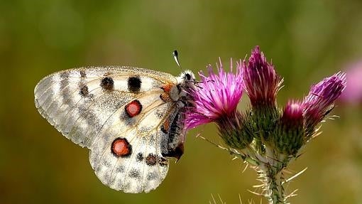 Mariposa apolo