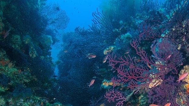 La acidificación del océano propicia que los bosques de algas sustituyan a los fondos de coral