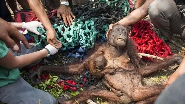 Desgarradora imagen de una orangután desnutrida y golpeada con su cría aferrada al pecho