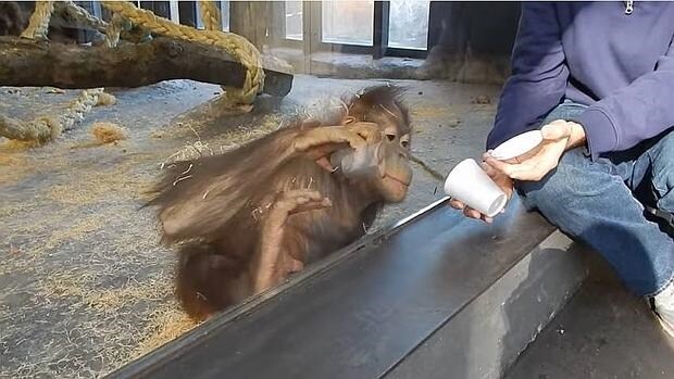 El orangután que se desternilla ante un truco de magia