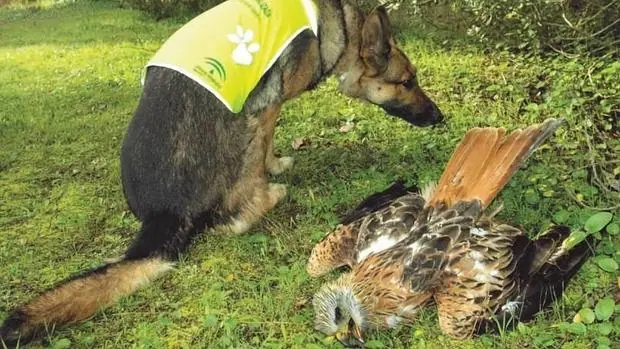Cleo, la estrella de la Unidad Canina Especializada en lucha contra el veneno de Andalucía, junto a un milano real envenenado