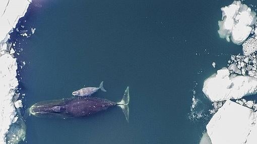 Ballena de Groelandia