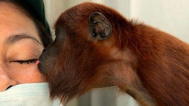 Un agradecido mono aullador besa a uno de los miembros del Zoológico Santa Fe de Medellín