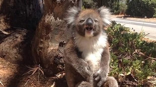 Un koala llora desconsolado al ser expulsado de su árbol con violencia