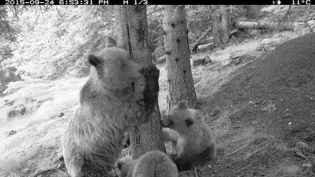 Imagen de archivo de un grupo de osos en Lérida