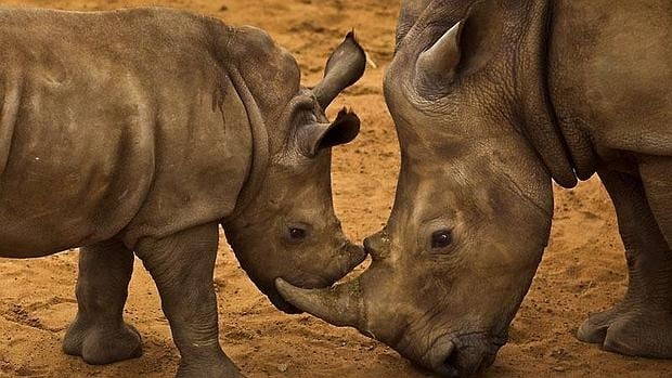 Una hembra de rinoceronte con su cría