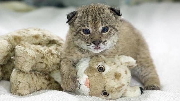 Lince iberico preven una liberacion de ejemplares record en la peninsula Iberica en 2016