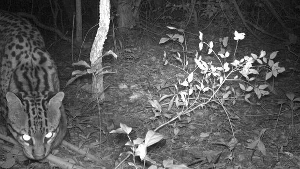 Fotografía nocturna cedida por la ONG Conservation Land Trust del ocelote