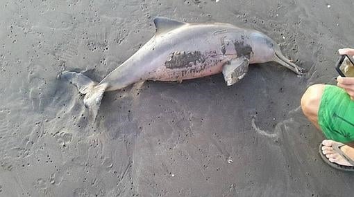 El cuerpo del la cría quedó abandonado en la playa tras morir