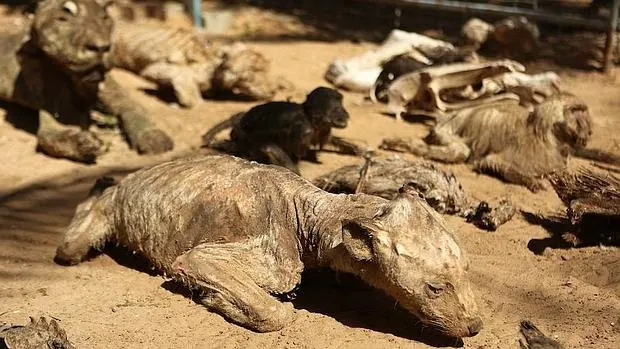 Veinte animales sobreviven junto a los cadáveres de 80 compañeros en el zoo de Gaza