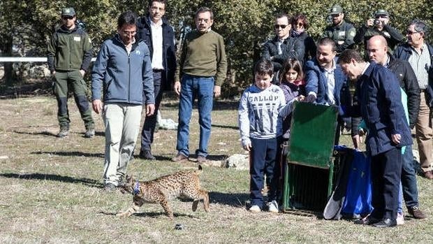 En el Cerro Maravillas (Guadalmellato) se alcanzan altas densidades de conejos